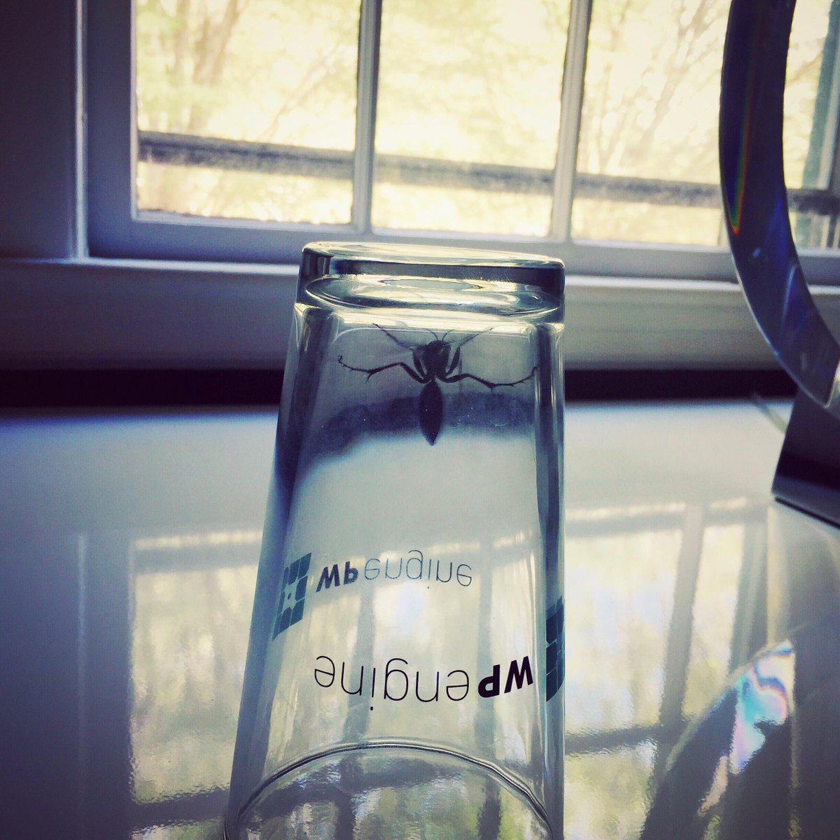 GoWhatArmy's tweet photo. We caught a dinosaur in our @wpengine glass. #friday #nerdoffice #WhatArmy http://t.co/QWkbF1GzHK