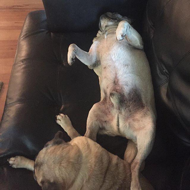 LizAbbott3's tweet image. Doby just gettin his Friday on! #pug #puglife #adoptapug ift.tt/1KVg78N