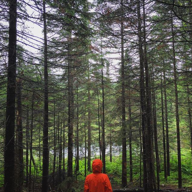 LLBean's tweet image. Nothing like a walk in the serene woods of the White Mountains. #LLBeanMoment (photo: Instagram pemijwassett)