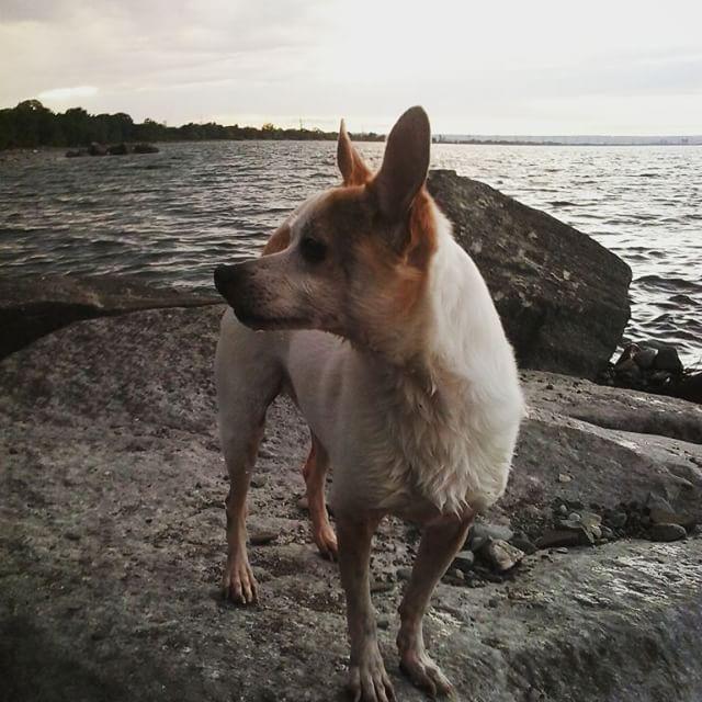 guillembaches's tweet photo. #beach #dogadventures ##jack #jackchi #jackrussell #chihuahua #dogdays #dogsofhamont… http://t.co/MOtIuGbyn7 #dogs http://t.co/p3QIRfvJLQ