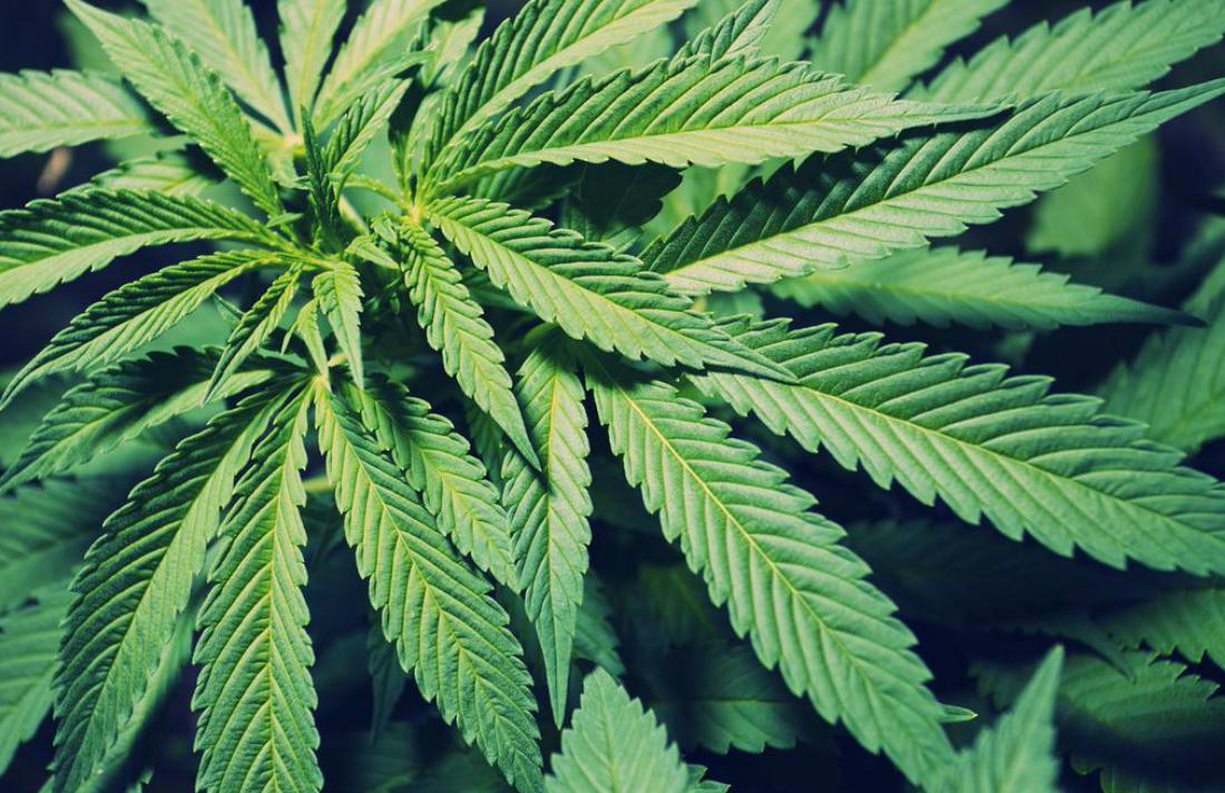 CannabisCulture tweet picture