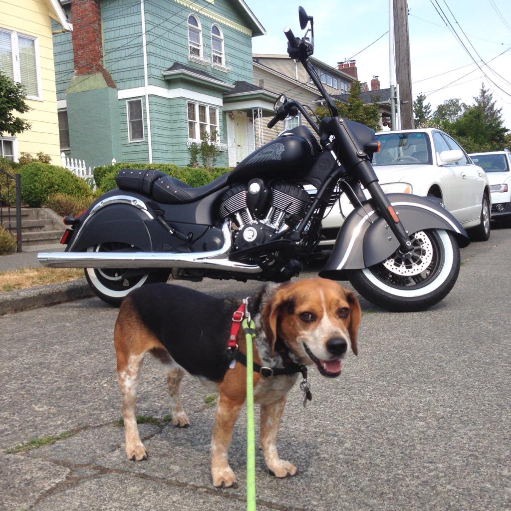MurphyBeagle's tweet photo. I lost count of the days. I am happy so long as human stays away from motor bikes. #100HappyDaysofBean http://t.co/AcjWtF6GZk