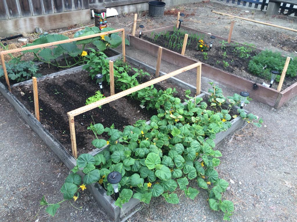 Takudragon's tweet image. Garden is coming along nicely. More nommies soon! #funhobbies