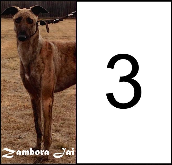 Andrew_Xerri's tweet image. 2night we have Zambora Jai racing @ballaratgreys in Race 3 Box 3. Has ability to win. @TheWatchdogTips #NeedLuck