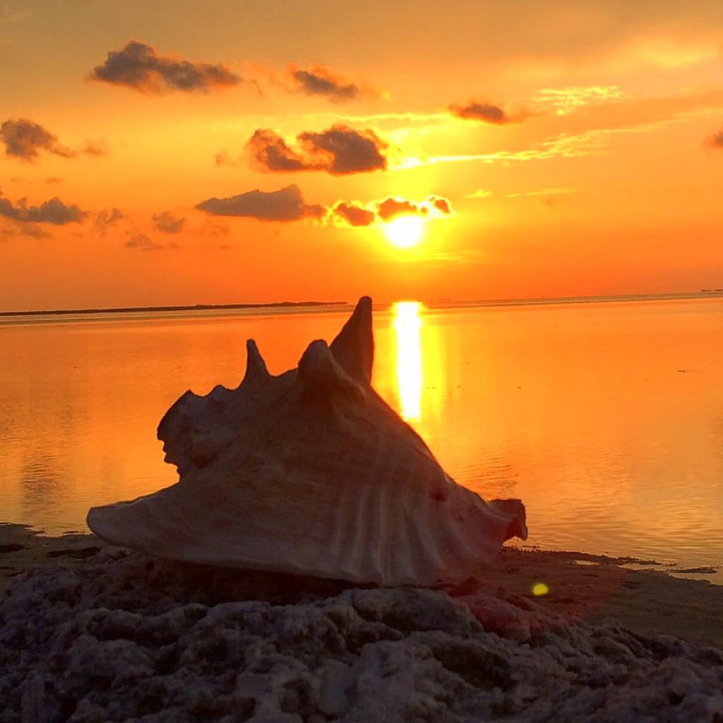 Thewhippersnapper tweet media