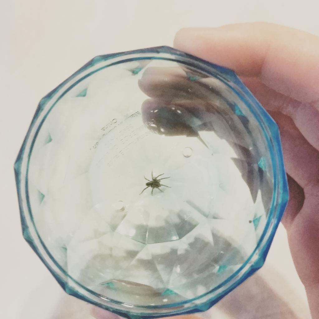 This spider was in my room