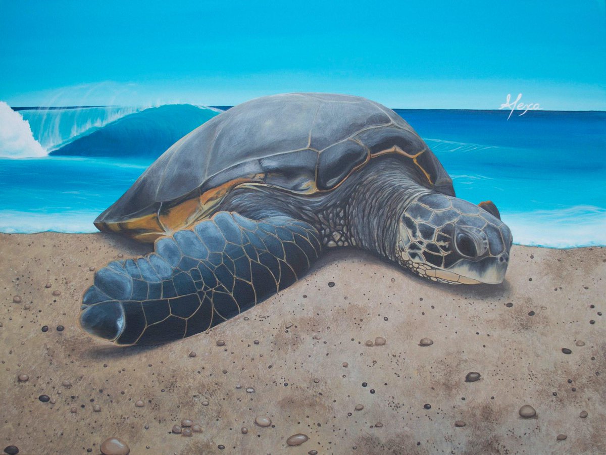 SeaturtleAlexa's tweet photo. Tomorrow is a  "Honu Day!"  Lets  keep our beaches cleans for #sunbathers of all shapes and sizes. @conserveturtles http://t.co/OhTY3cvPRr