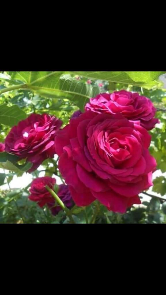 20Alanan's tweet photo. http://t.co/nXMZyomLR7