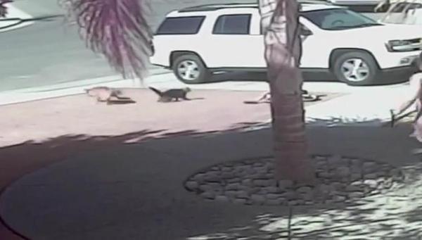 taringavideo's tweet photo. Un Gato Salda A Un Niño De Un Pero Que Brutalmente Lo Ataco VER VIDEO: http://t.co/LeqUdcvv5c http://t.co/db9nnKl7IO