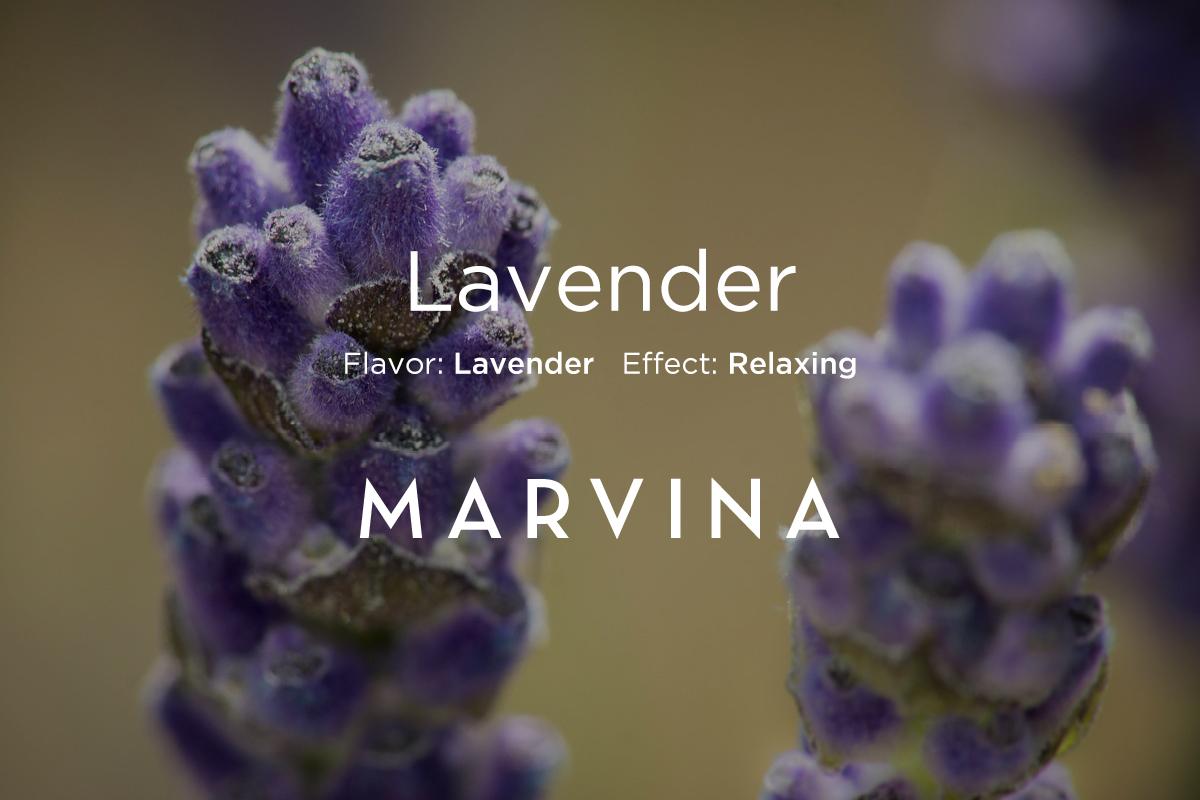 GoMarvina's tweet photo. Lavender - Initially a rich woody smell meets your nose, but after grinding the buds a minty smell takes charge http://t.co/XFrQmcyYMQ