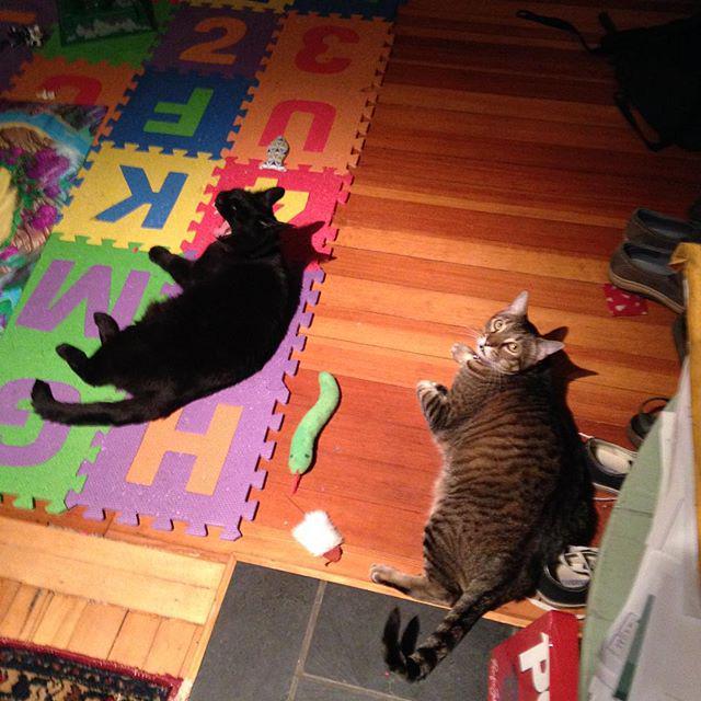 helgagrace's tweet photo. Current #catintegration status: move along @surlyspice http://t.co/cYn6K7CDpW http://t.co/KVBX0byuPq