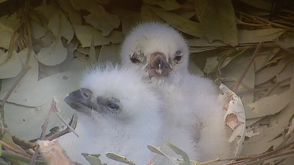 One day old #sea-eagle chicks. How #cute.<a href="/7NewsSydney/">7NEWS Sydney</a>