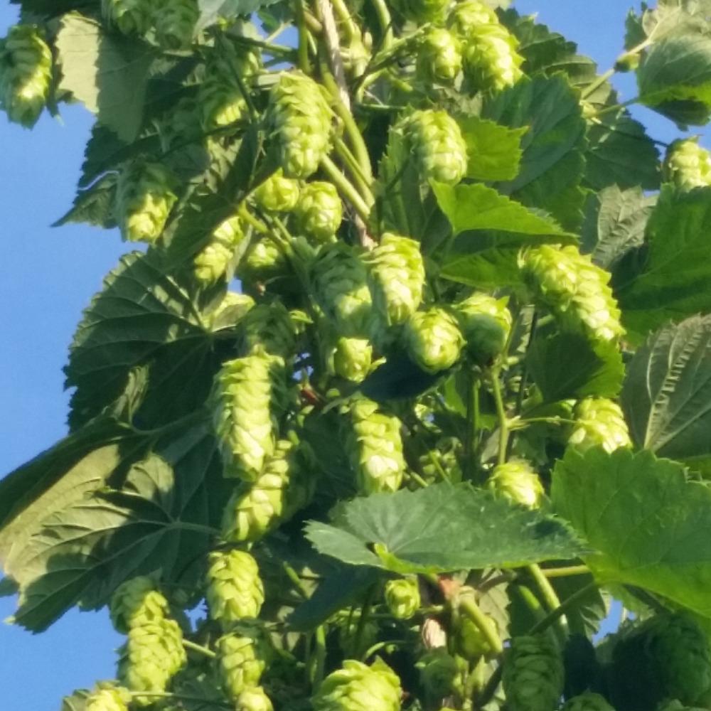 Schneidershops's tweet photo. Knock your socks off hops! http://t.co/7KbRECeibe