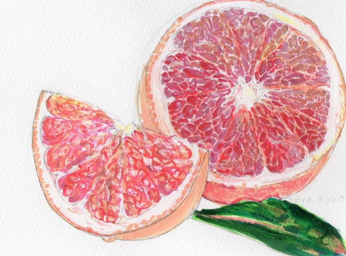 グレープフルーツのtwitterイラスト検索結果 古い順