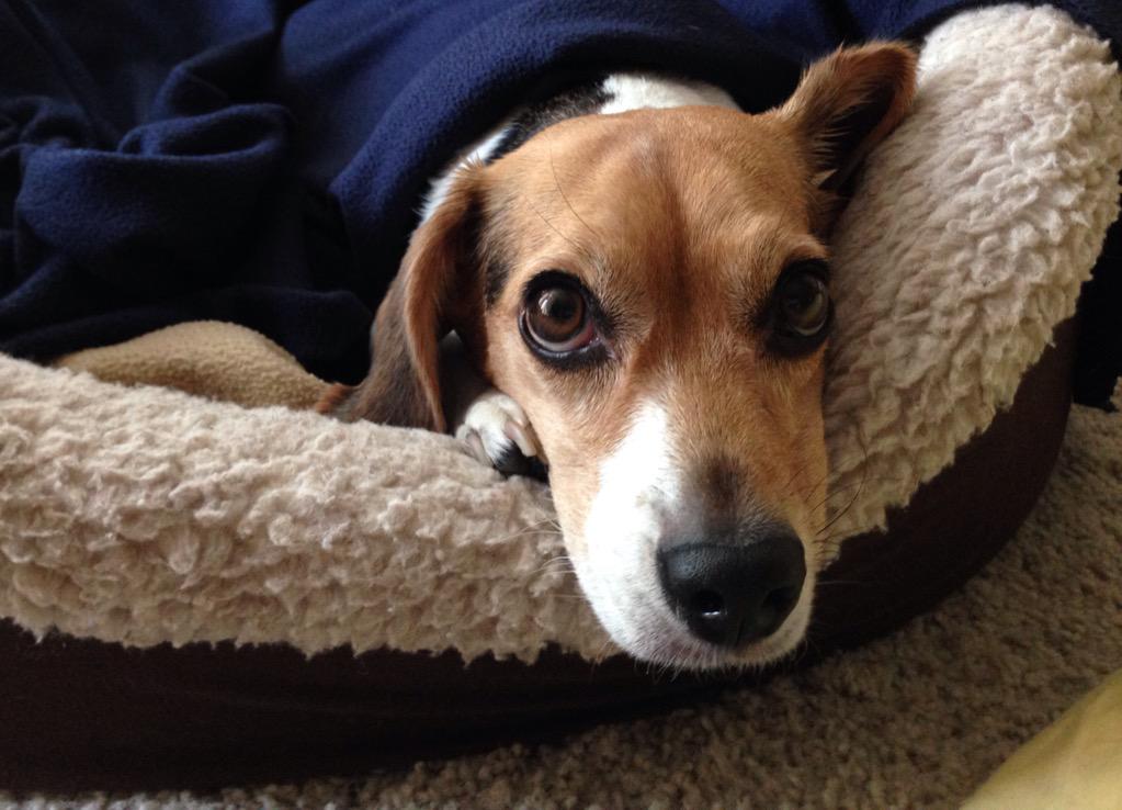 JLSantini04's tweet photo. Penny and I #vote for @beaglefreedom #UpgradeYourWorld Arrroo! http://t.co/HBcfbcIBPY