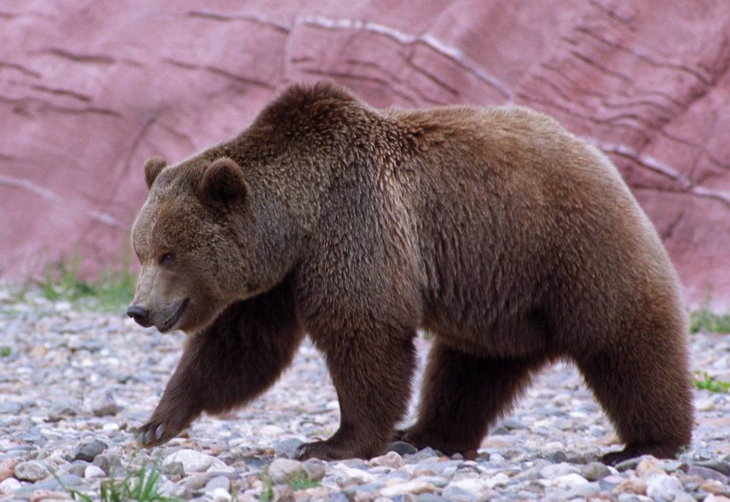 Animal – California Grizzly Bear