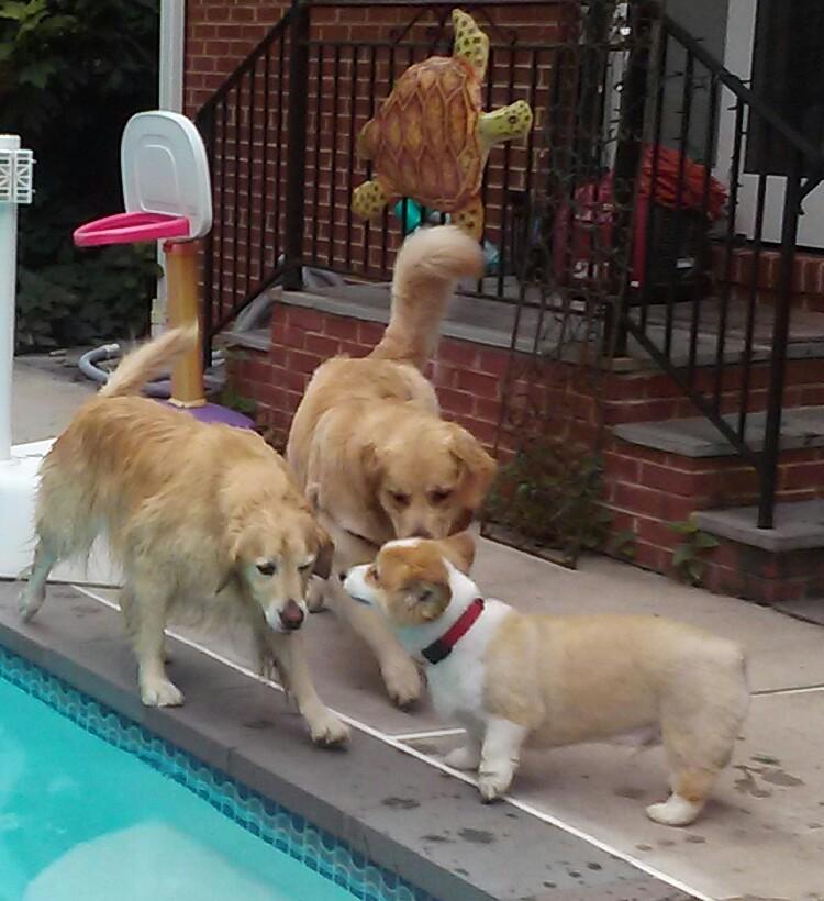 siegelmd's tweet image. Kobe leads the Goldens (not terribly hard) #corgi @Corgilover95 @ErinR09 @lbfeng