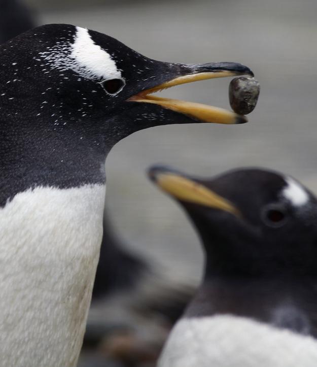 LebanonWildlife's tweet image. Gentoo penguins propose to their lifemates* with a pebble. #truelove #animals #funfacts