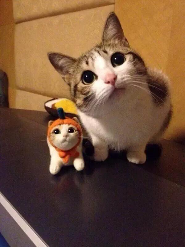 LuvKittensDaily's tweet photo. "Why is he tiny?" http://t.co/BbYy86dD8O