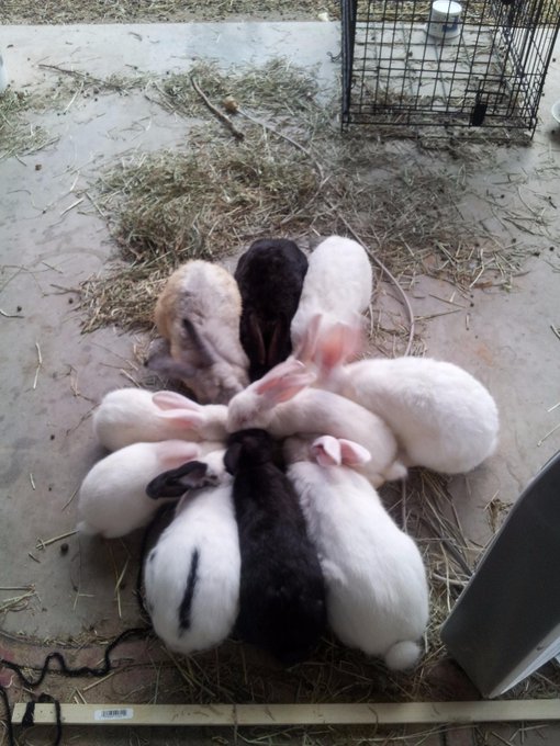 hungry buns http://t.co/sWnUzN3QT3<a href="/tag/mvsales"class="tags"><span>#mvsales</span></a>