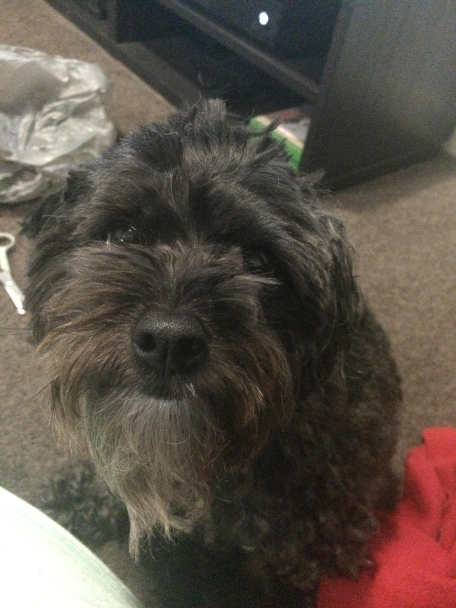 BeckSullivanSLP's tweet photo. Gave the dog a @blakeaustin6 style haircut #longgoatee #bleedgreen @RaidersCanberra http://t.co/xL013fea5e