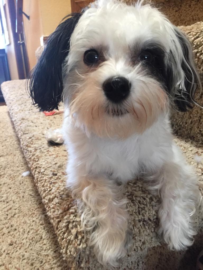 Winniethedogee's tweet photo. 👻 http://t.co/9GI23cyQ5V