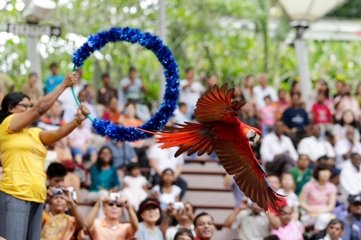 our_sg's tweet photo. This Jubilee Weekend, enjoy 50% off tickets to Jurong Bird Park and more! More info at: https://t.co/M9KHzWvMQO #SG50 http://t.co/gWSHSZE6aR