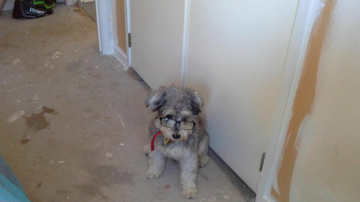 BeksChar's tweet image. One clever schnauzer