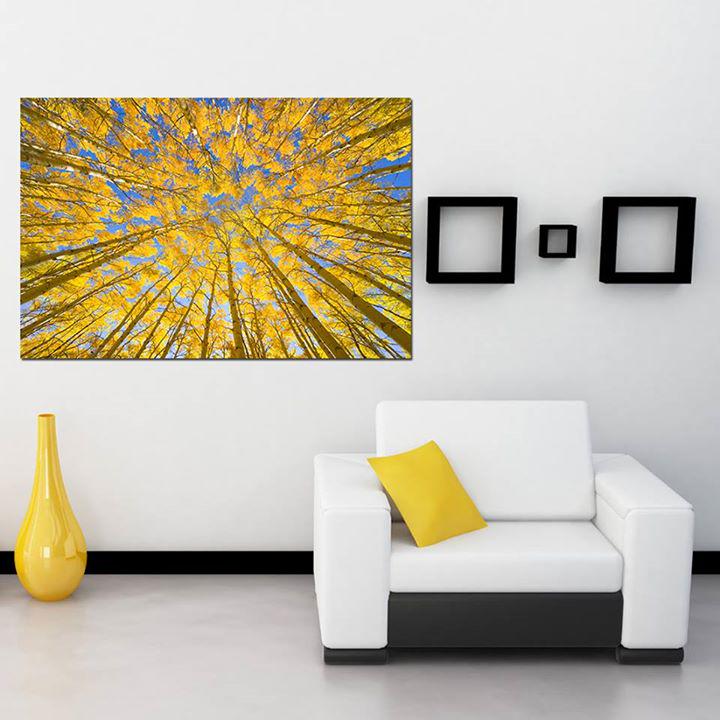 YKBilbao's tweet photo. "Golden aspen Canopies", una foto que nunca defrauda, la pongas donde la pongas. http://t.co/ePOTcsBHVC http://t.co/KUsIjkqHwc