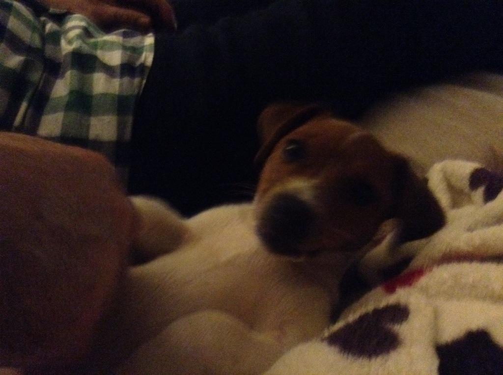 Happy 1st birthday Bo 🐶XX