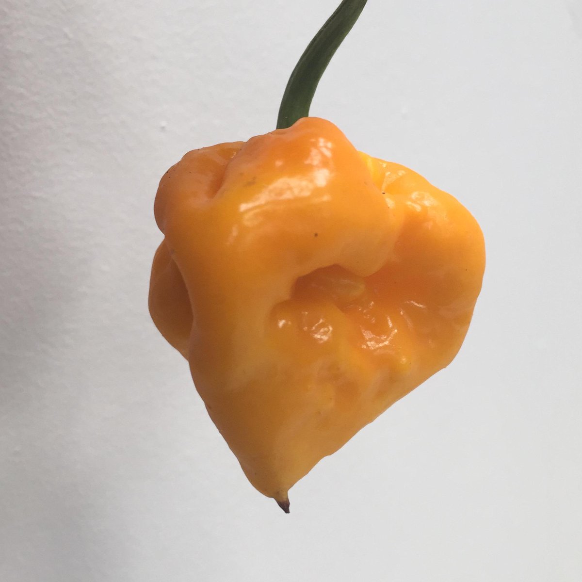 Thousand Hills tweet media