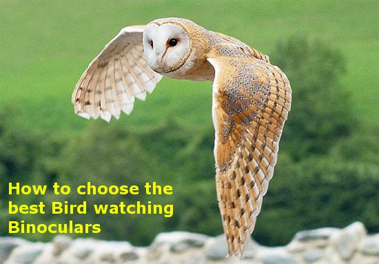 PointBlankScope's tweet image. How to choose the best bird watching binoculars

pointblankscopes.com/blogs/news/554…