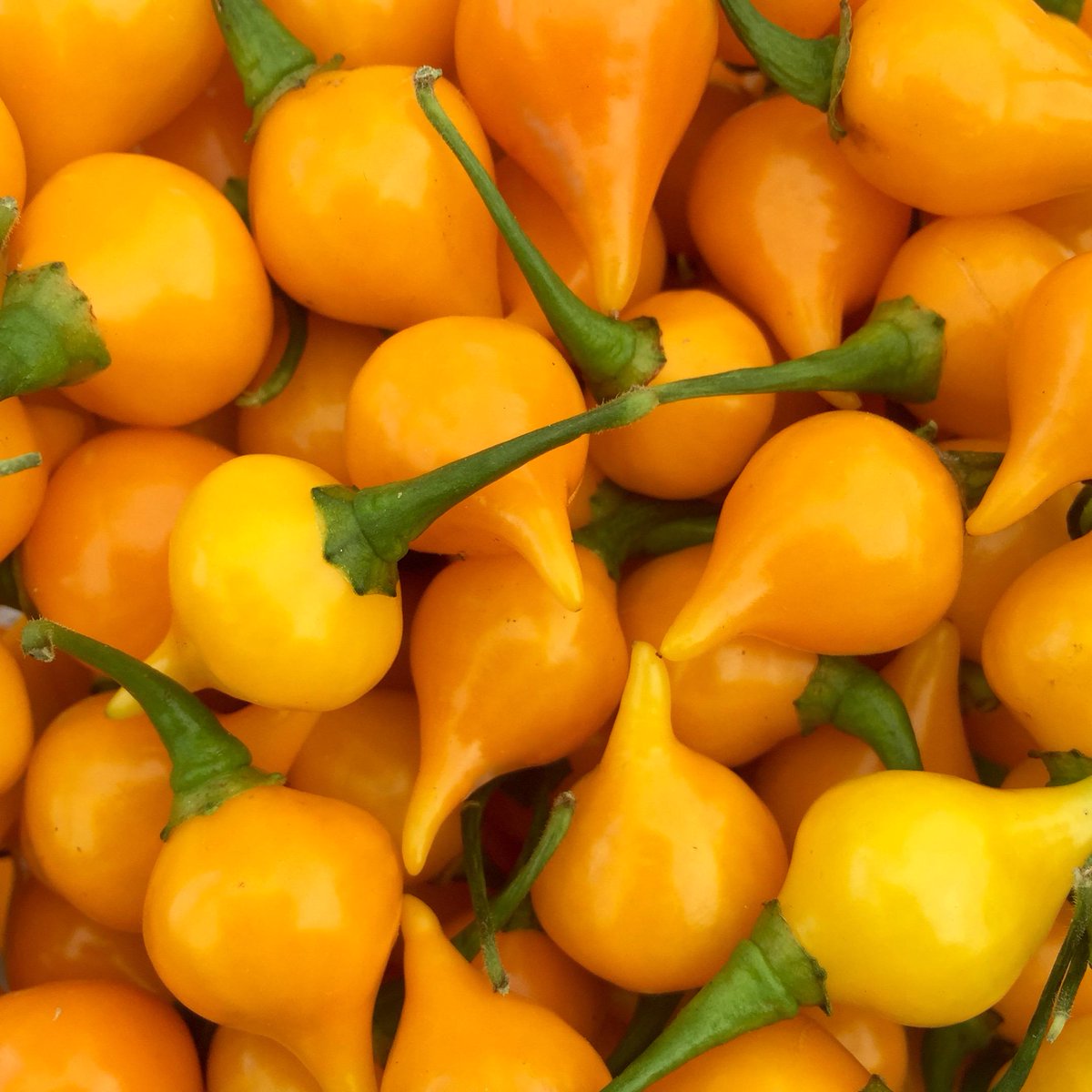 Chillipedia tweet media