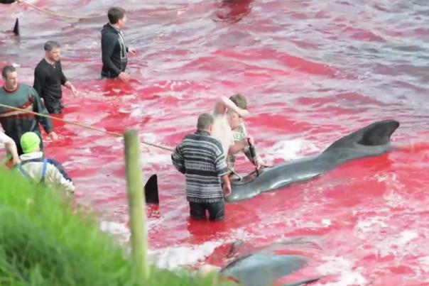 L’ONG Sea Shepherd condamnée pour s’être opposée au massacre de 250 dauphins
bit.ly/1Dw2ahV par <a href="/Mathieu2jean/">Mathieu Dejean</a>