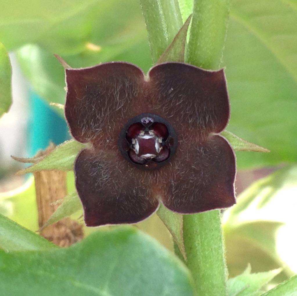 変花 Henbana マテレアの四角い花 Http T Co 7diq2tofim Twitter