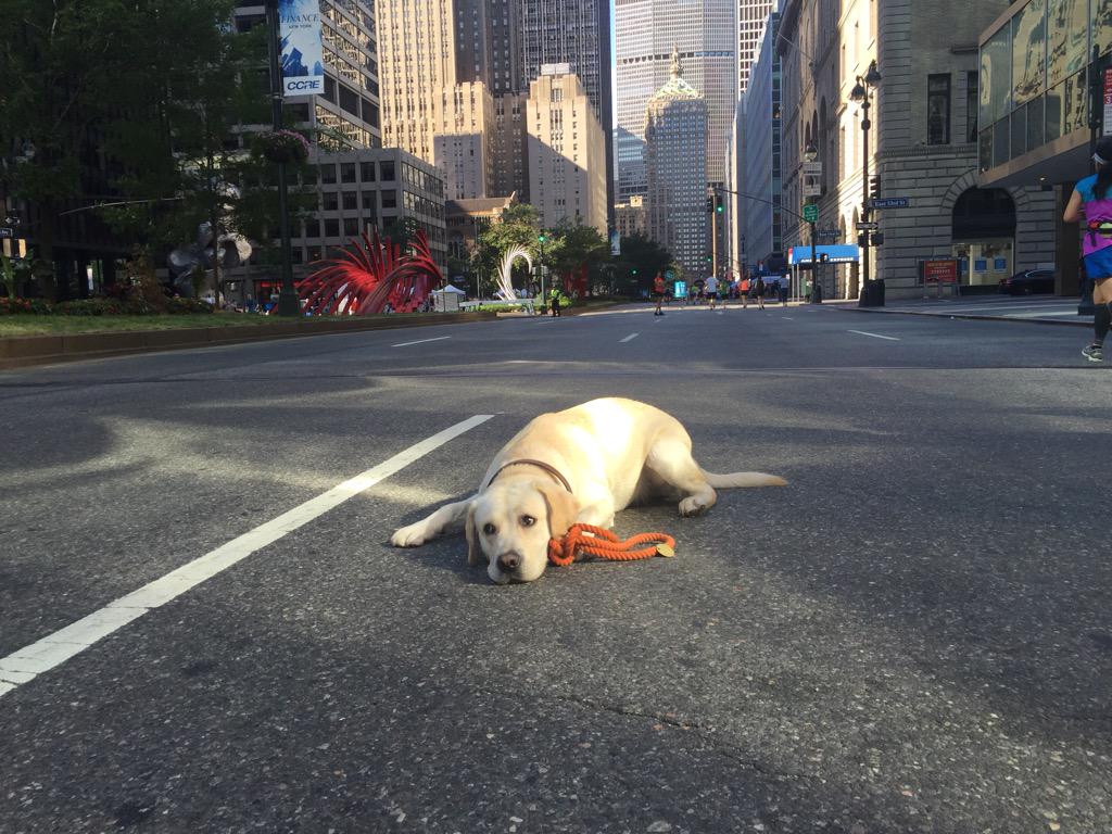 jctolbert's tweet photo. Waddie enjoying Park Ave #summerstreets #NYC @NewYorkPalaceNY #itsadogsday play-run-walk -bike - chill http://t.co/mODrREELSn