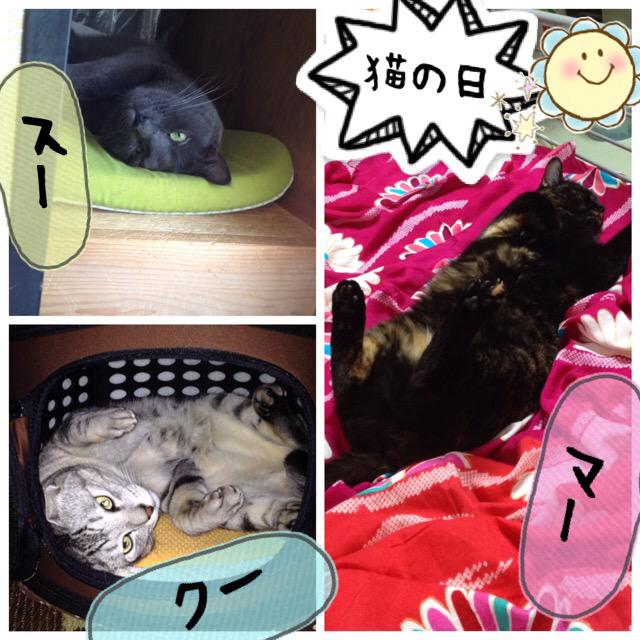 トレンド?に世界猫の日ってあったので我が家の3ニャン寝姿載せておく( ^ω^ ) 