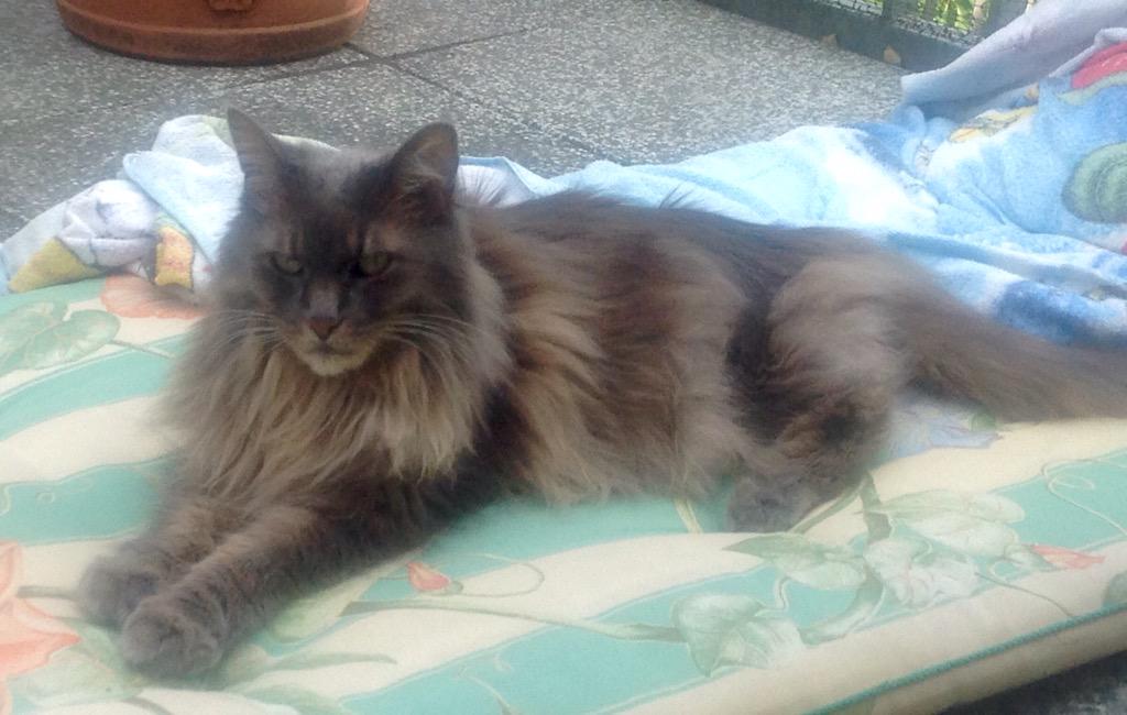 luxurylovers's tweet photo. #WORLDCATDAY, big #paws #greeneyes. Love my little fury monster! http://t.co/SUdmzOgJWK