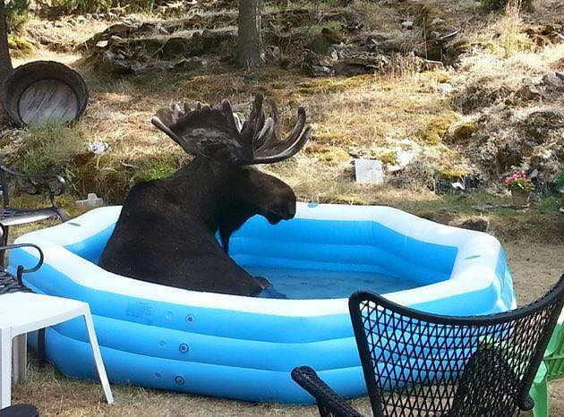 Never know where you're going to see a moose in this province ... Thanks to Newfoundland Glassman for the pic! #cbcnl