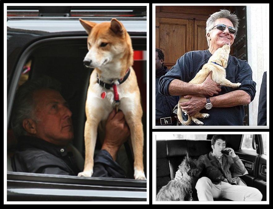 Hoy es el cumpleaños del pequeño gran actor Dustin Hoffman. También perruno. Happy Birthday!   