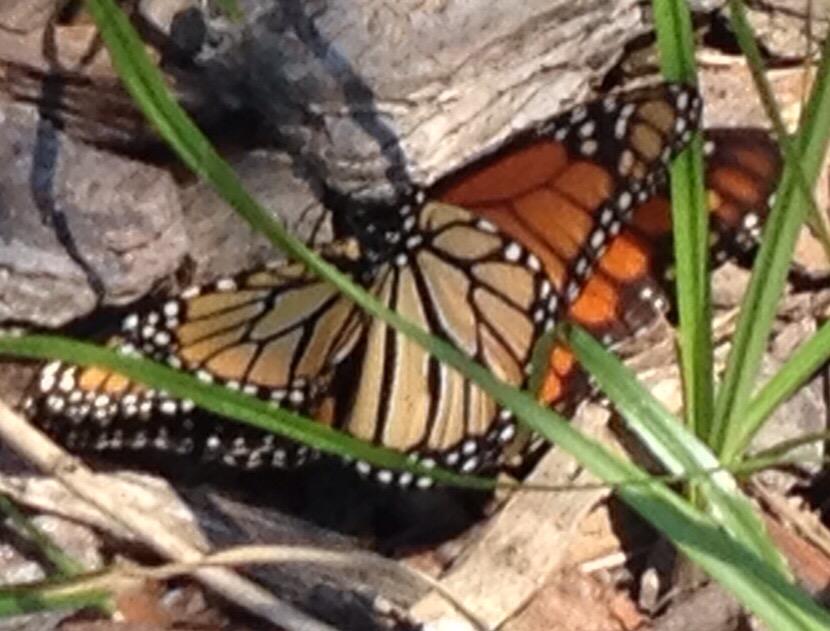 BDSHINN's tweet photo. Monarch butterflies mating in our pollinator habitat @shinnvineyard http://t.co/RYqfEsGWkj