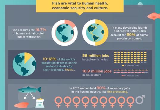 Infographic: Global fisheries and how you can help. Read more here: ow.ly/QEi8W
