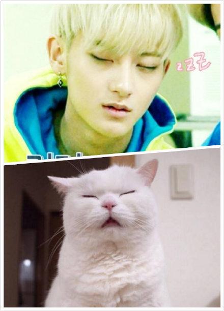 TAORISLAND's tweet photo. ZTAO the kitten 😺 http://t.co/MRLms3xP9U