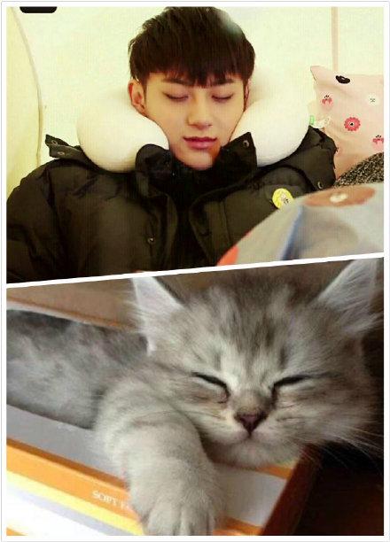 TAORISLAND's tweet photo. ZTAO the kitten 😺 http://t.co/MRLms3xP9U