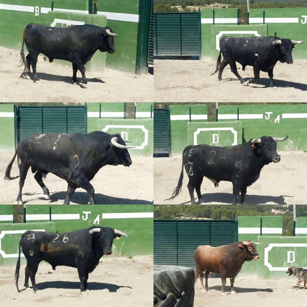 BoomHerculano's tweet photo. Los 6 bichitos ke van para Bogarra(Albacete) #Nosgustanlostoros http://t.co/oC6AxURZga