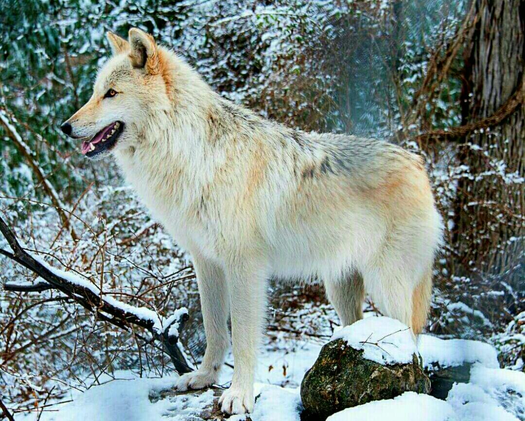hugwildlife's tweet photo. “@me5205203732: http://t.co/NqtxtiLGbk”#StopHuntingWolves #Howl4Wolves Auuuuuuuuuuuu