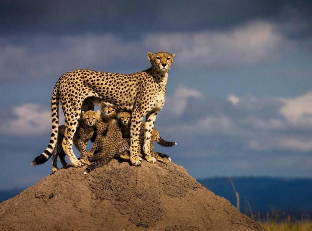 Laurenchristin0's tweet photo. How beautiful is this. Photographer unknown. http://t.co/hLLclAcZsc