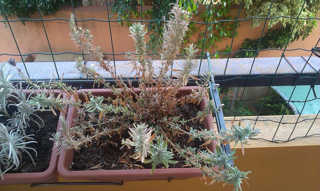 Lavanda parlami! Che problemi hai? Ci vorrebbe <a href="/LifelyStartup/">Lifely</a> #belifely sigh