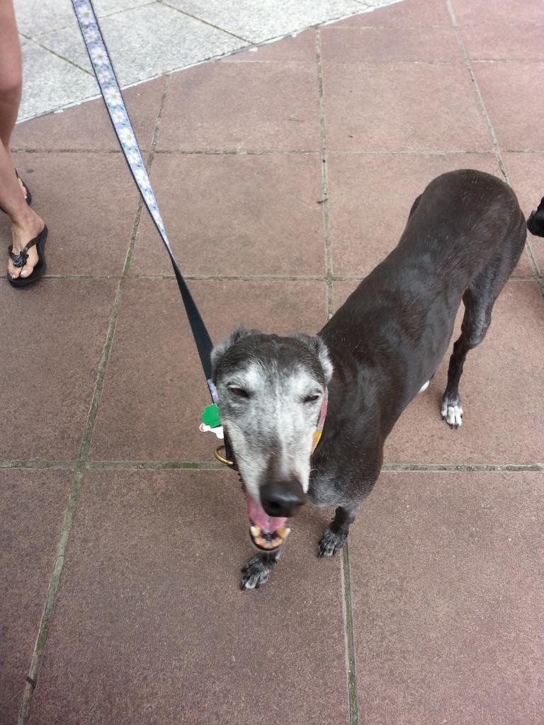 6_Mutts's tweet photo. @CityFrontChi here for a bit today! Wishing Kit a Very happy 7th barkday! http://t.co/aWF2uVQdkh
