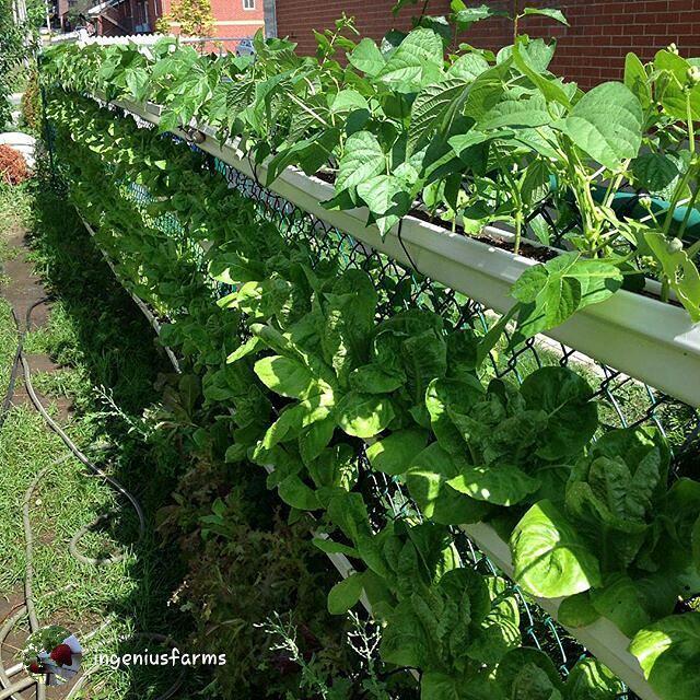 UrbanOrganicGar's tweet photo. from @ingeniusfarms
#saladfence is now 33 days in and ready for harvest.. Notice the top row, it's bush beans growi… http://t.co/5zEwQEJCpL